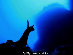 Nudibranche silhouet by Wijnand Plekker 
